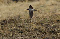 飛びもの練習記 -1
