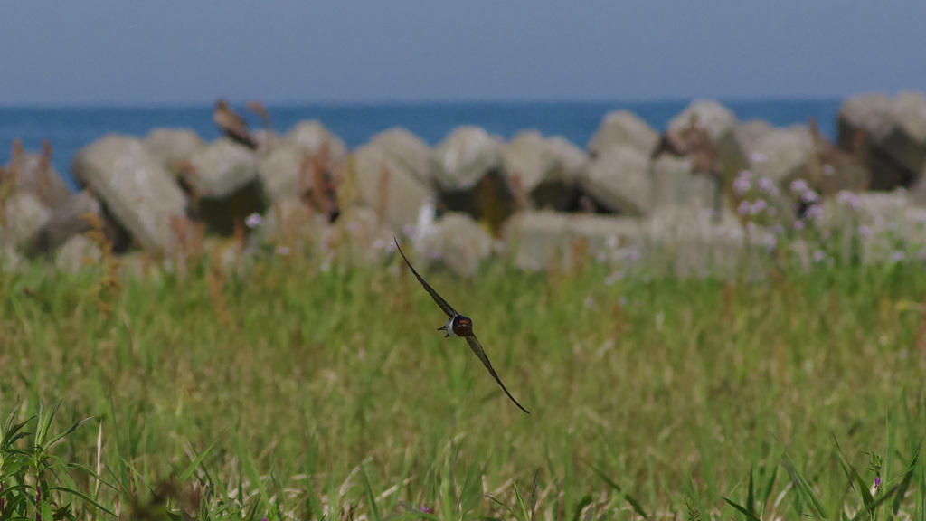 マクロレンズの楽しみ