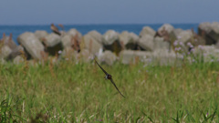 マクロレンズの楽しみ