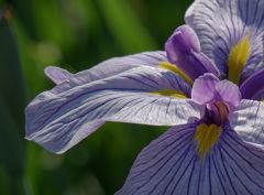 ６月スナップ　-3