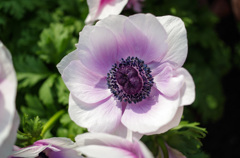 はじめて見ました～