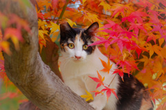 秋キャット！　ｲﾝﾃﾞｨｱﾝｻﾏｰの北陸にて