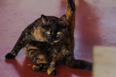 ぬ!　トランプ派