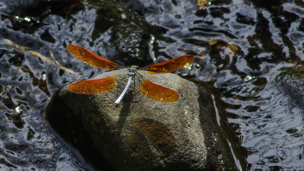 ５月でカワ終了
