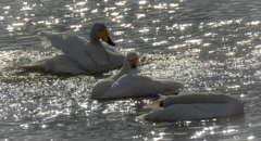 へいわだ　Love & Peace