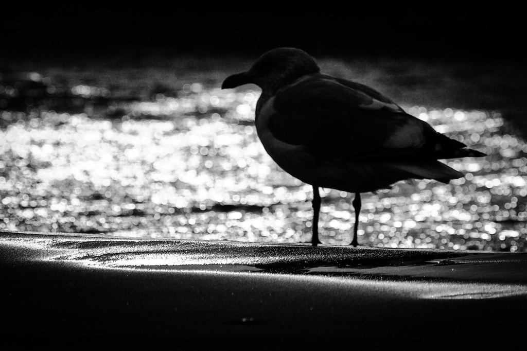 しょうしょうブラッキーなわたし