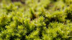 スナゴケが美しい