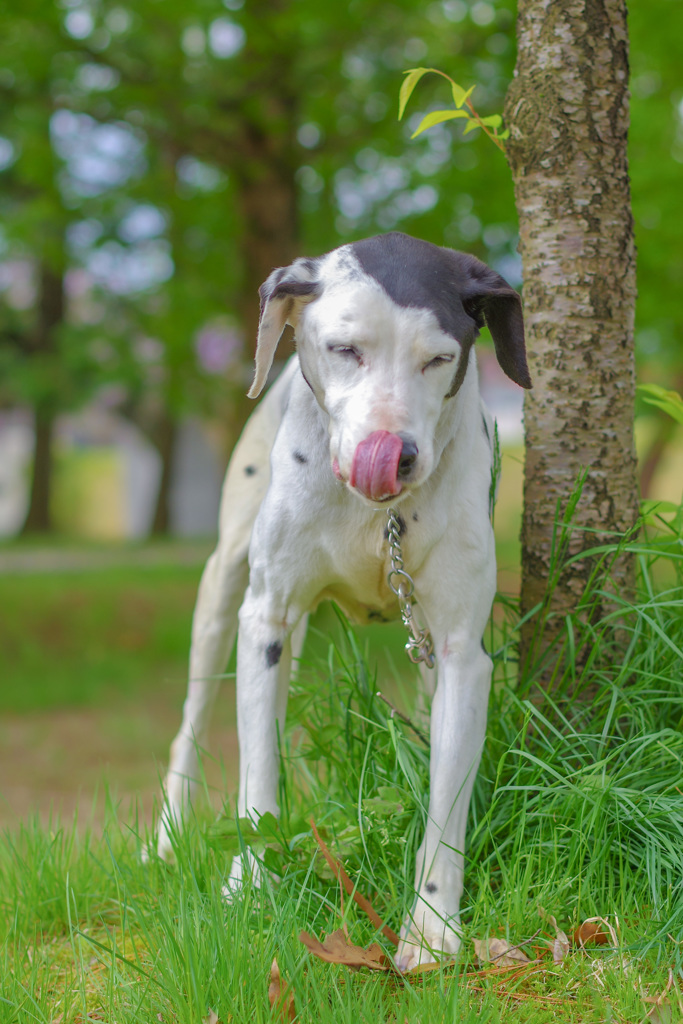 老犬バティ君の日々　-1