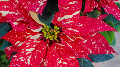 クリスマスフラワー