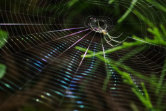 使徒 あらわる！