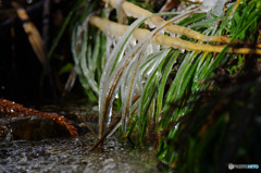 スナップ　チョット＊