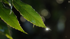 127 　2020冬至ソフト