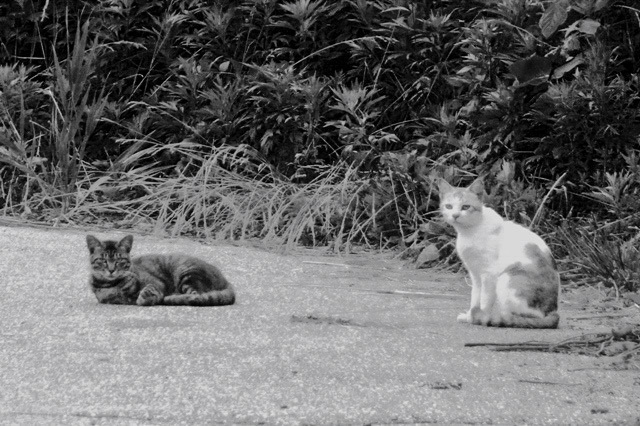 奥能登のcat