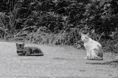 奥能登のcat