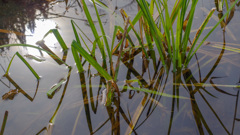 秋と冬のあいだ　無風物語