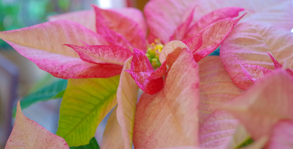 いつの間にか　クリスマスは