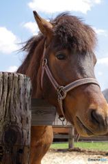 木曽開田高原にて