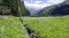 　-3  田舎スナップズ