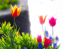 チューりップ