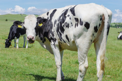 20180701 美ヶ原スナップ群