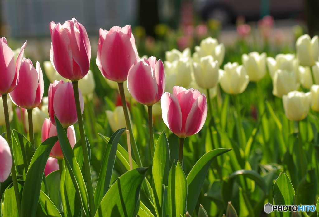 チューリップフェアそろそろ