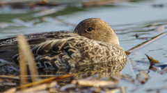 アホちゃいまん