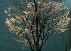 野鳥いないかな