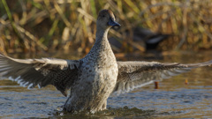 一塁ランナーコーチもやります
