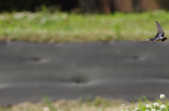 チャレンジ　成功！