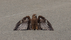 梅雨どきのトンビ