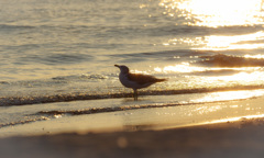 夏のつぎは秋かな