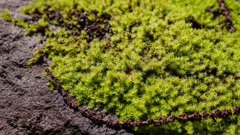 魔法のじゅうたん