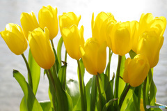 チューリップフェア 準備中で-す