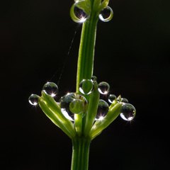 スギナのドレス