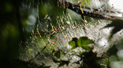 本日のバキバキッ