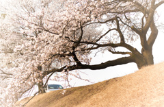 中学校の土手２０１５