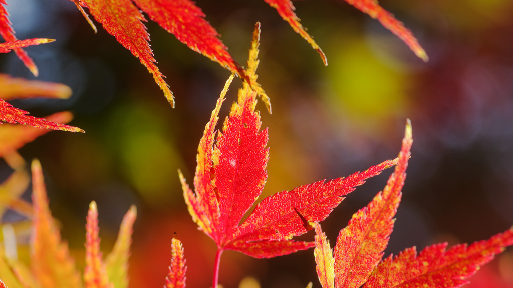 紅葉 ときどき ネコ