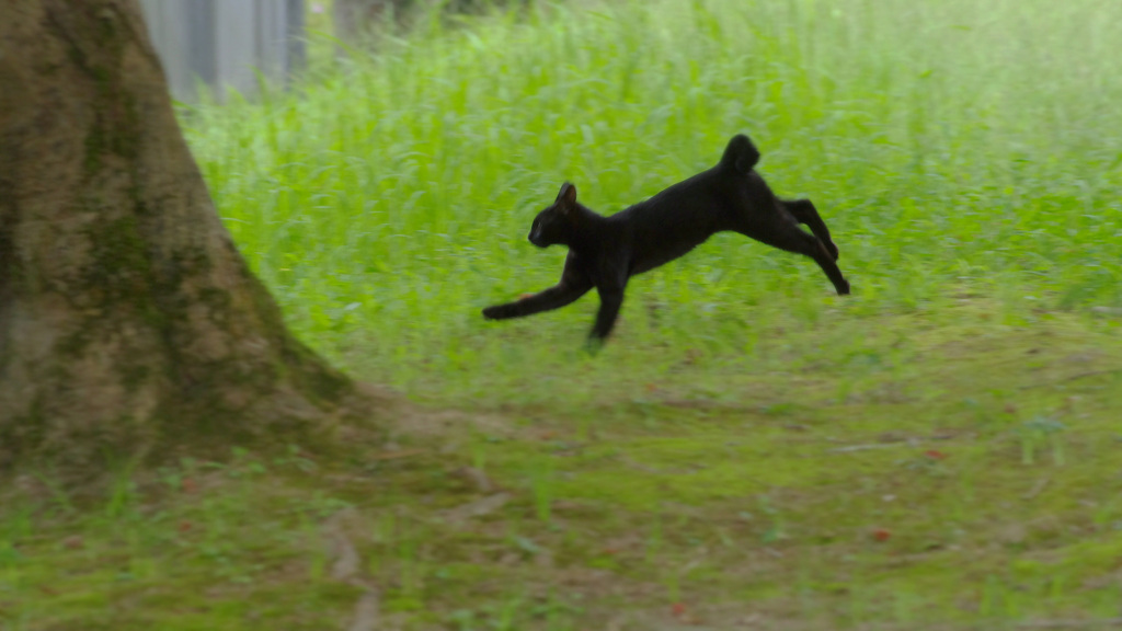 猫風