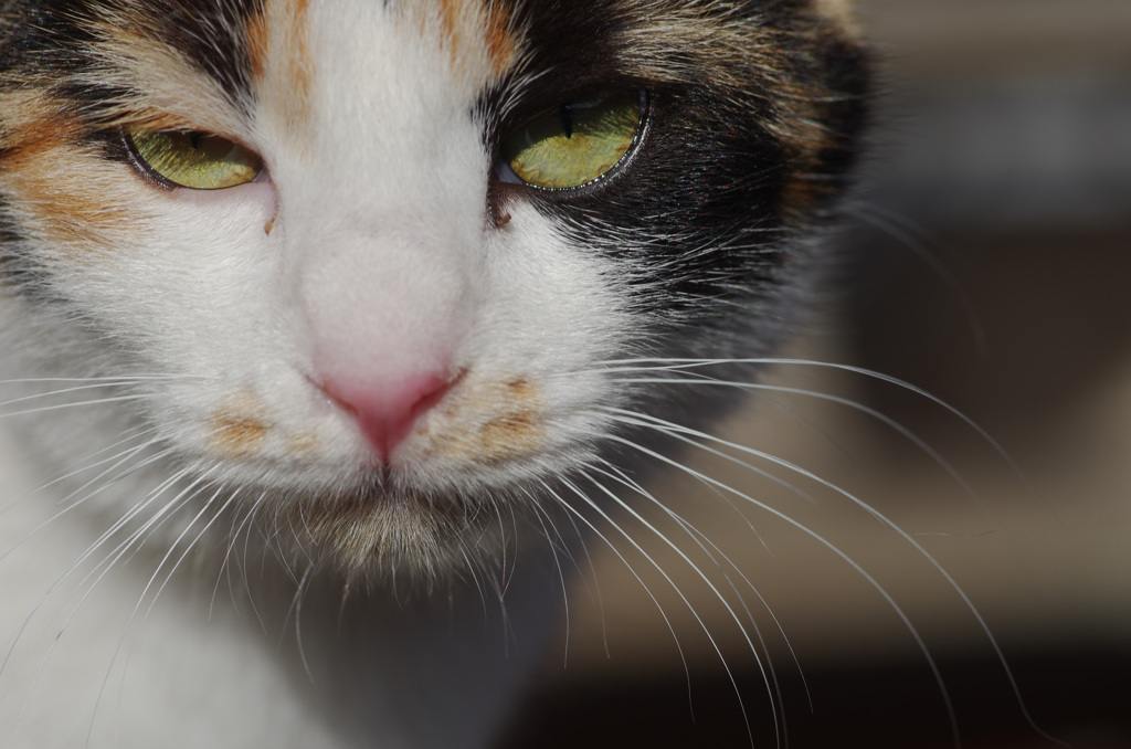 ネコ専　かわいいだけが猫じゃない