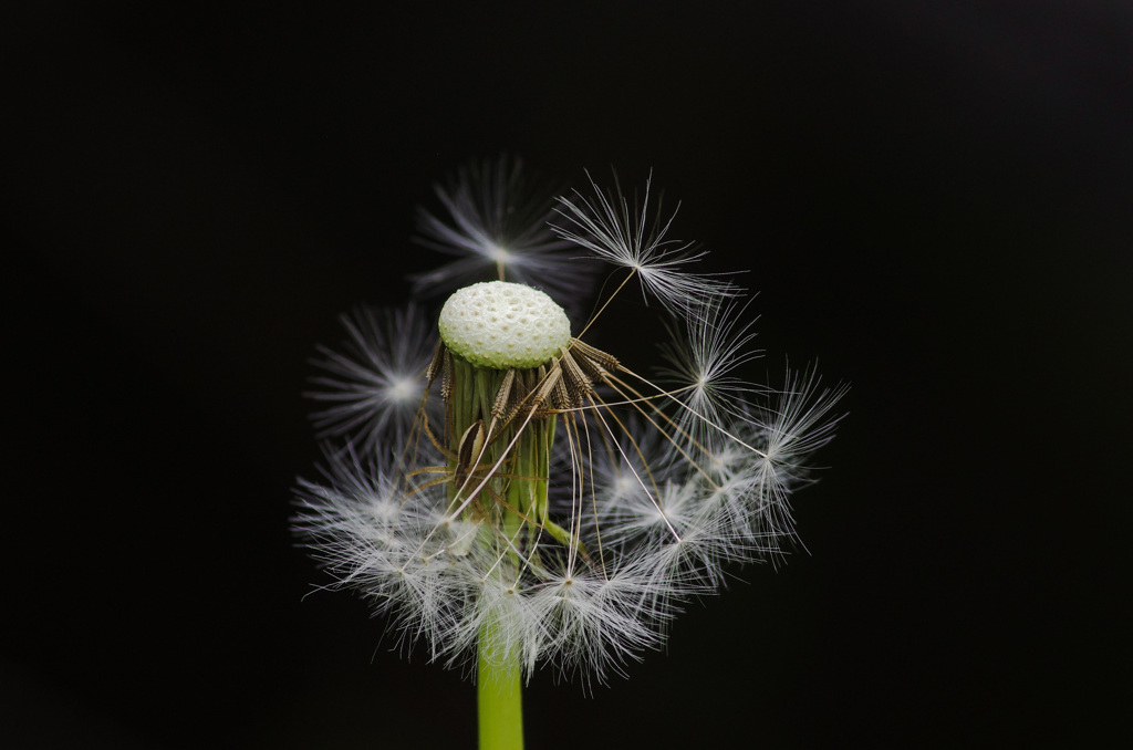 サツキ花火