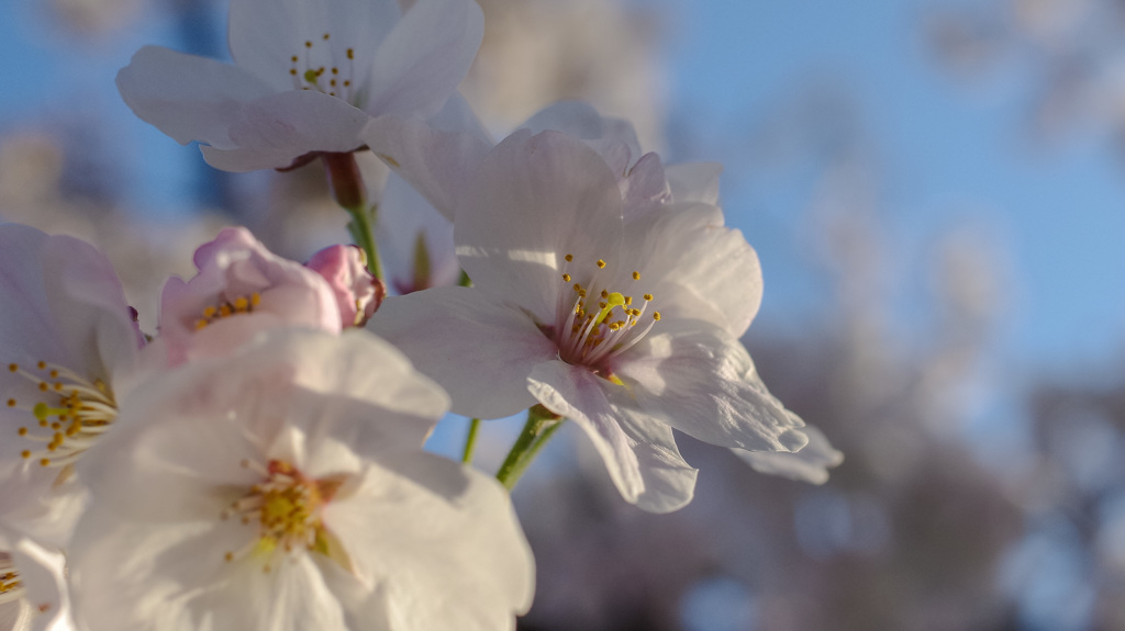 中能登の春です