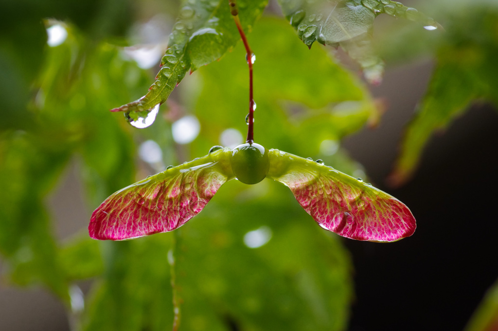 ５月の雨　翼