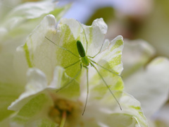 リトルグリーン