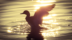 シーズン到来！