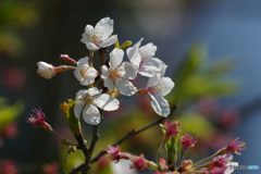 サクラ ちりつつ