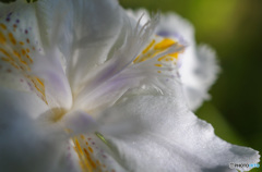 うっすぅうい　紫