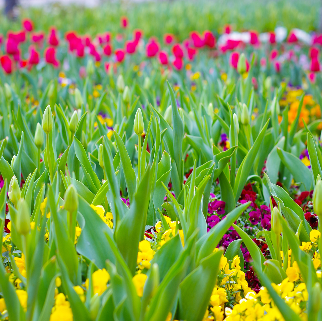 チューリップフェア