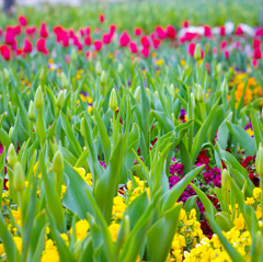 チューリップフェア