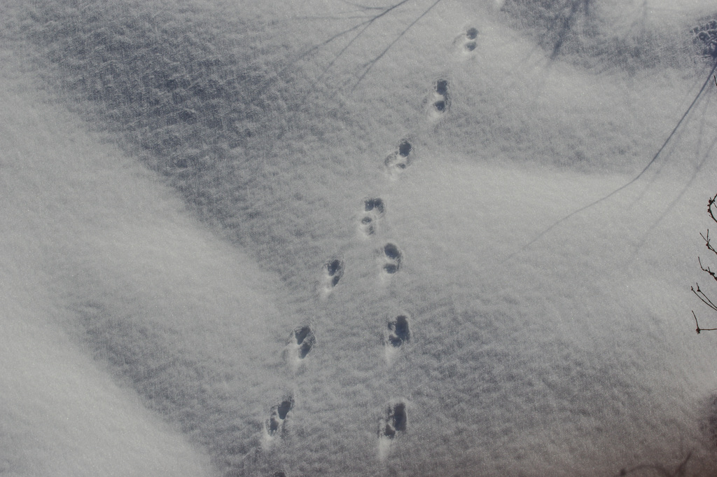 フィールドサイン初心者の悩み