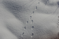 フィールドサイン初心者の悩み